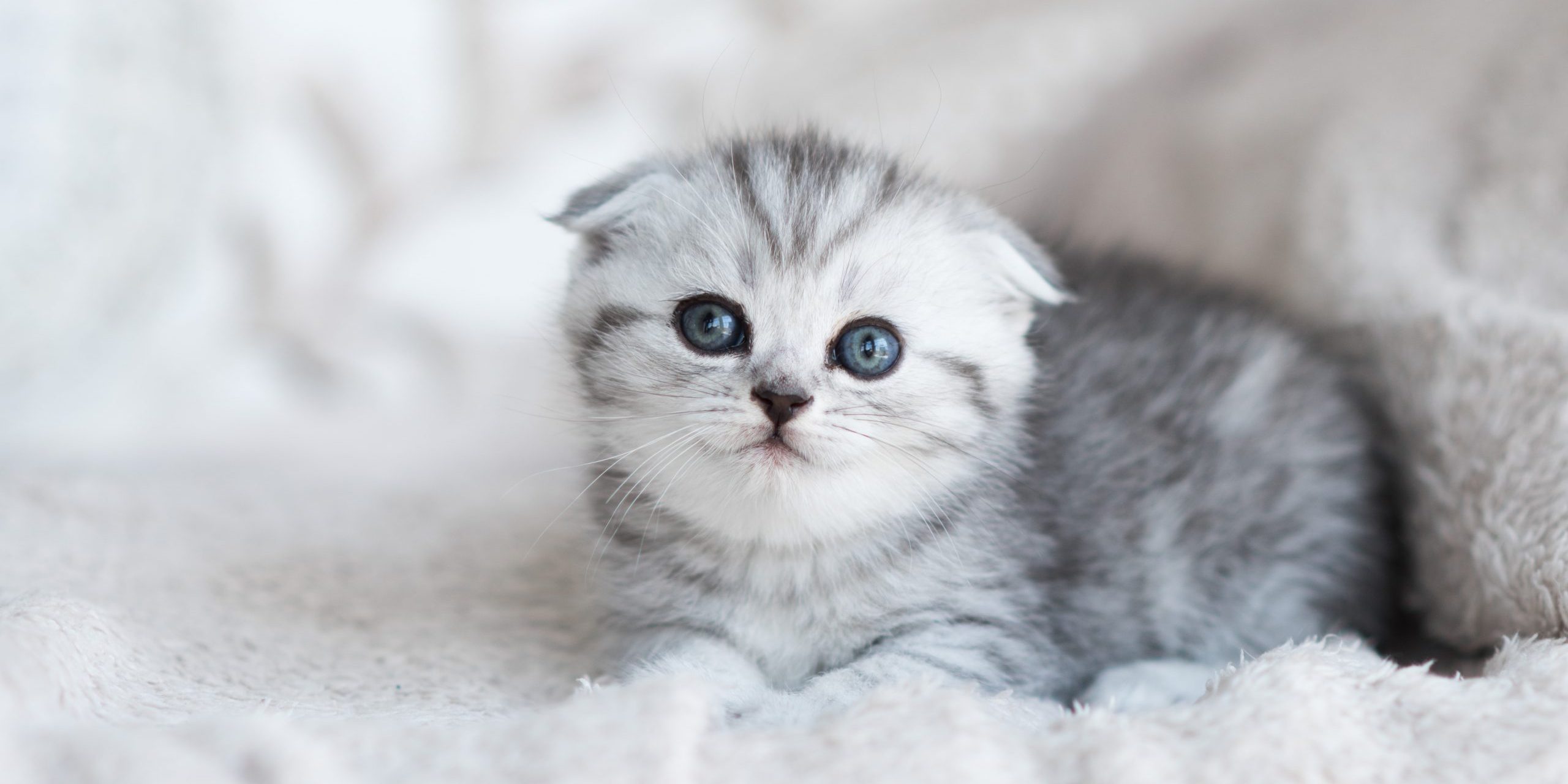 Little grey kitten with blue eyes lies on the grey couch